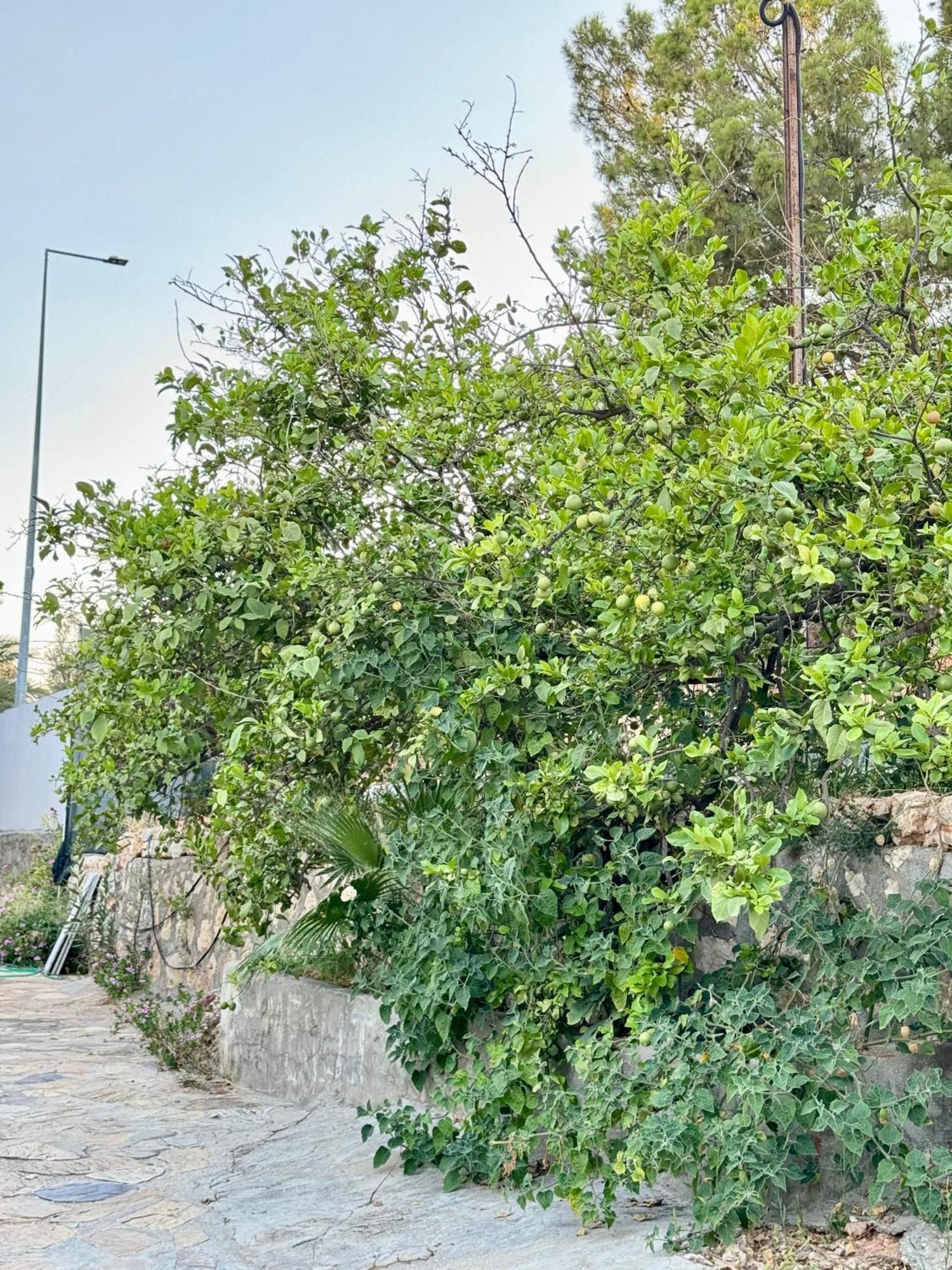 Rose Hotel B&B Patara Buitenkant foto