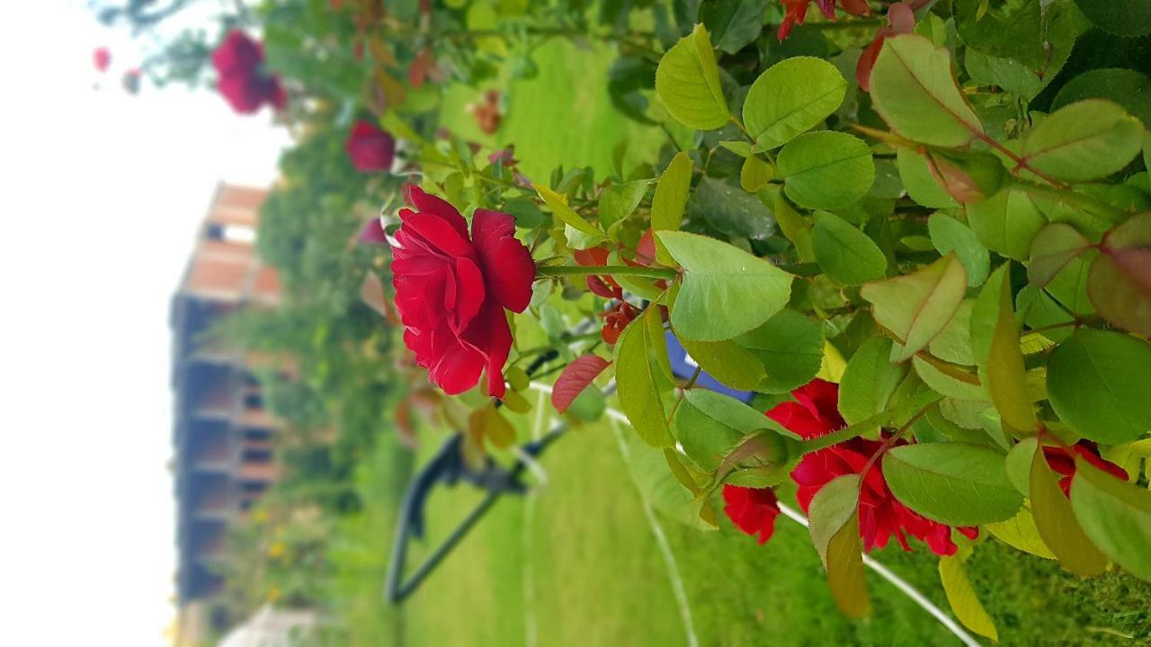Rose Hotel B&B Patara Buitenkant foto